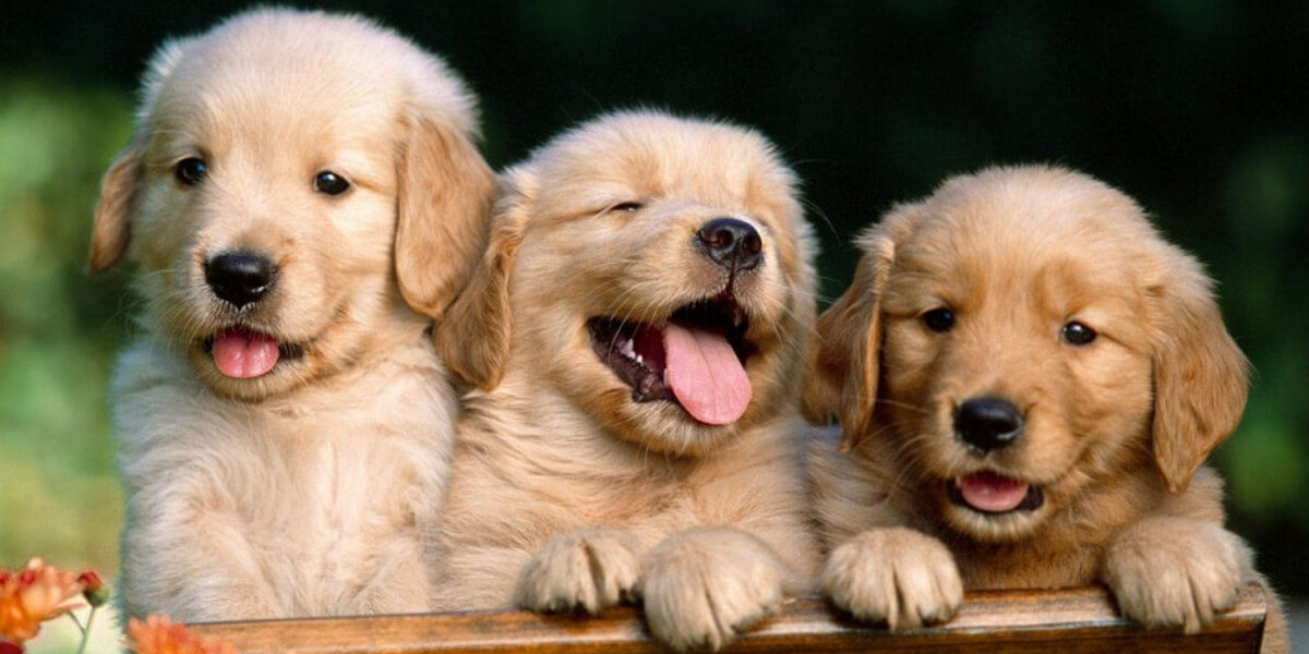Vendita cani - Cucciolate ora disponibili